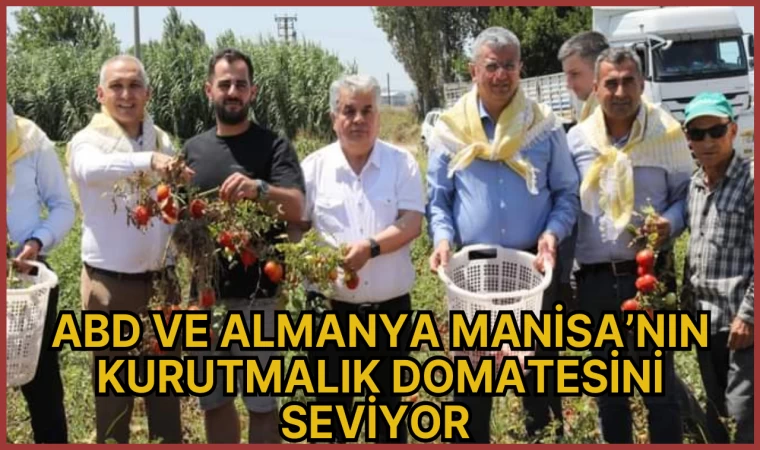 ABD VE ALMANYA MANİSA’NIN KURUTMALIK DOMATESİNİ SEVİYOR  