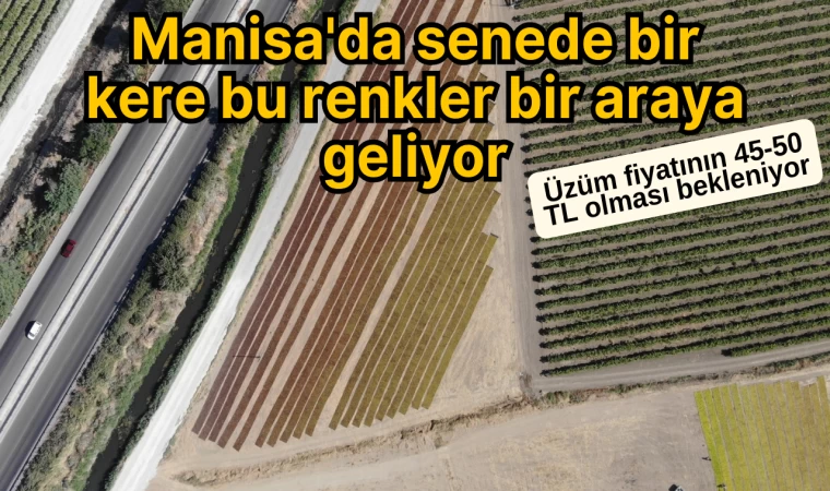 Manisa'da Senede Bir Kere Bu Renkler Bir Araya Geliyor