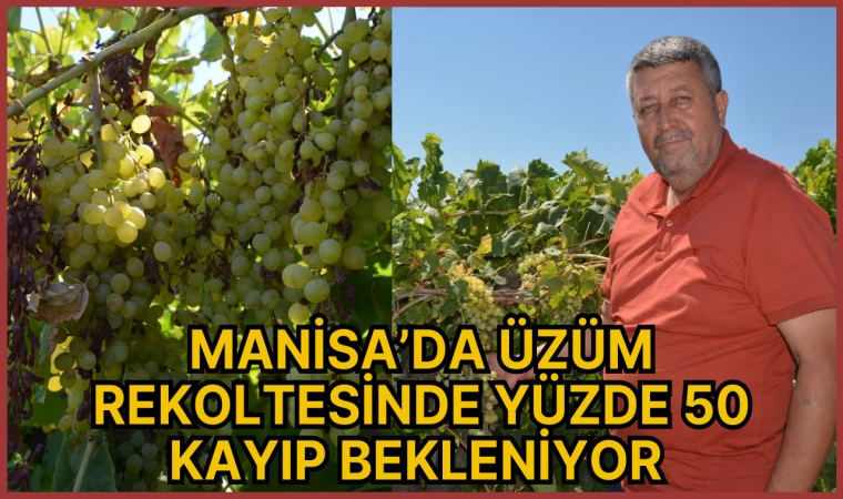 MANİSA’DA ÜZÜM REKOLTESİNDE YÜZDE 50 KAYIP BEKLENİYOR