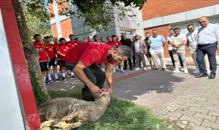 Turgutluspor stada gitmeden önce kurban kesildi 