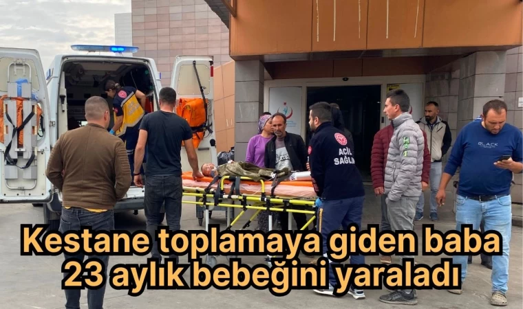 Kestane toplamaya giden baba 23 aylık bebeğini yaraladı