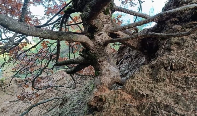 Meşe ağacı görenleri şaşkına uğratıyor