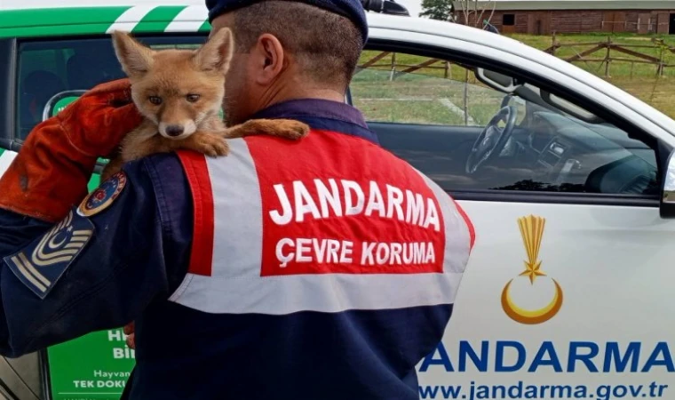 Ailesinden ayrı yavru tilkiyi doğaya kavuşturdu