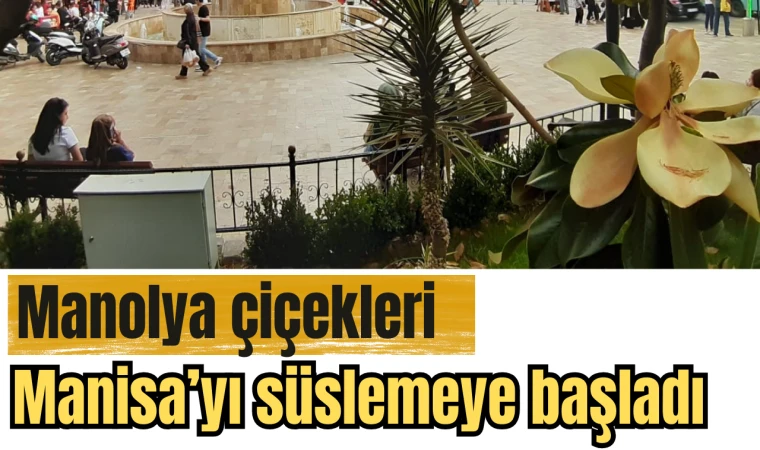 Manolya çiçekleri Manisa’yı süslemeye başladı