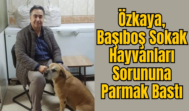 Özkaya, Başıboş Sokak Hayvanları Sorununa Parmak Bastı