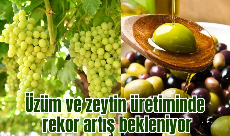 Üzüm ve zeytin üretiminde rekor artış bekleniyor