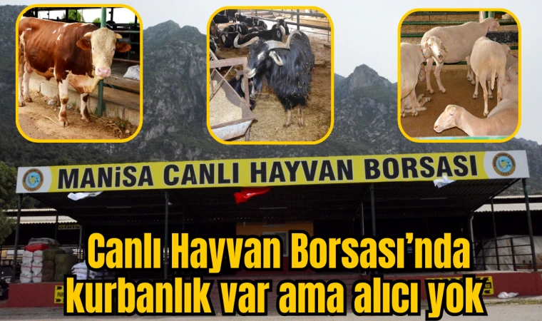 Canlı Hayvan Borsası’nda kurbanlık var ama alıcı yok 