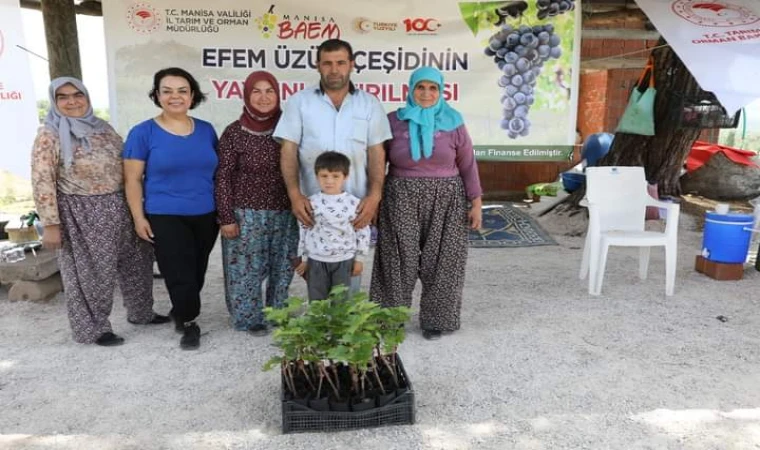 Manisa'da Efem üzüm çeşidi artıyor 