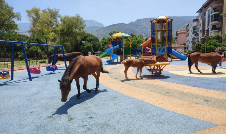 Manisa'da yılkı atları çocuk parkına indi