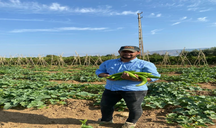 Sarıgöl'de yerli acur hasadına başladı