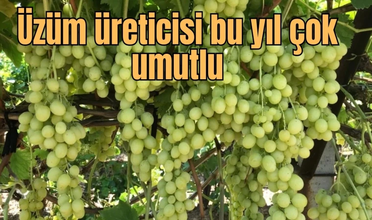 Üzüm üreticisi bu yıl çok umutlu