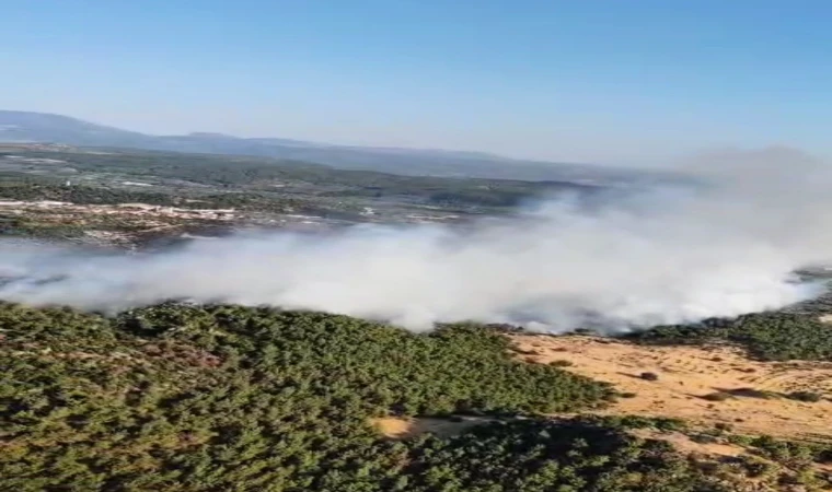 Manisa'da korkutan orman yangını