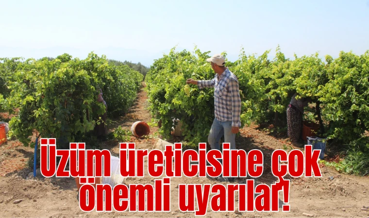 Üzüm üreticisine çok önemli uyarılar!