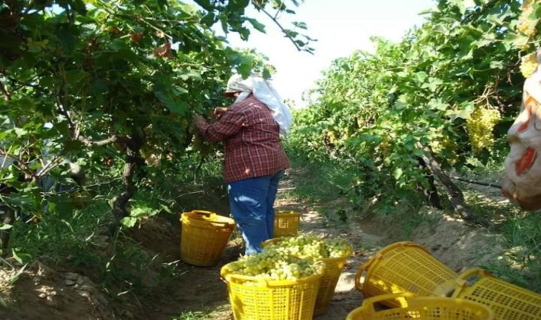 Çekirdeksiz Sultaniye üzüm hasadı hız kesmeden devam ediyor