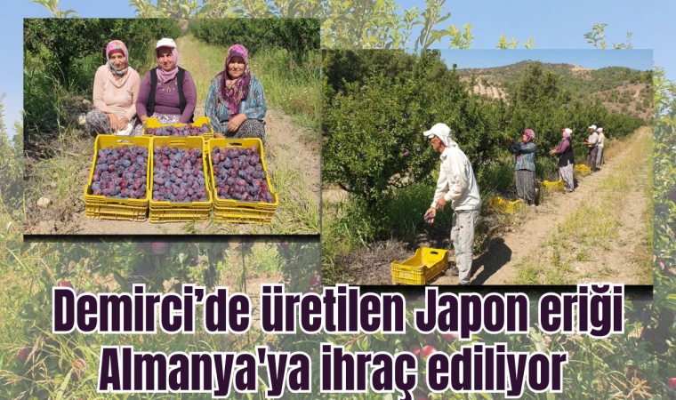 Demirci’de üretilen Japon eriği Almanya'ya ihraç ediliyor 