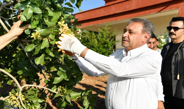 Fıstık hasadı başladı bu yıl erken başladı