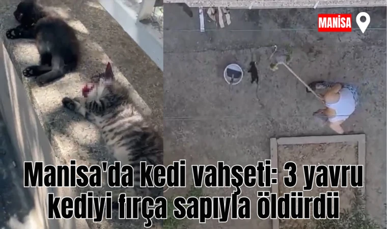 Manisa'da kedi vahşeti: 3 yavru kediyi fırça sapıyla öldürdü