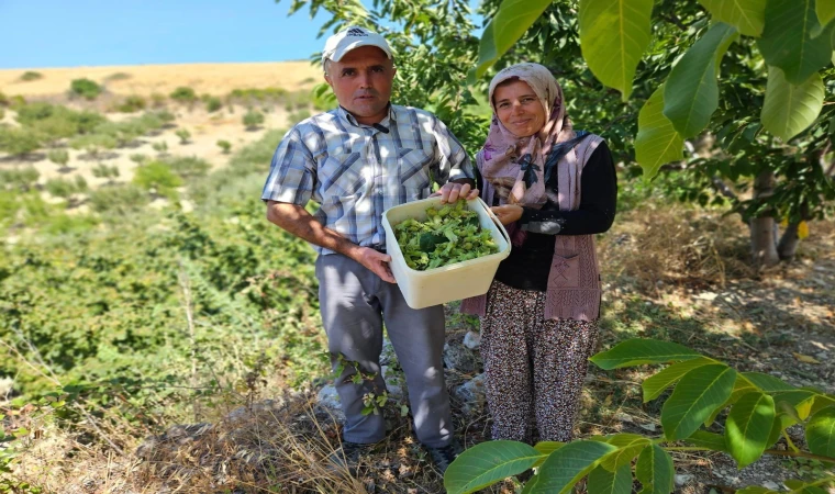 Manisa’nın fındığı da meşhur olma yolunda!