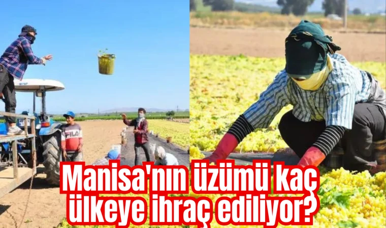 Manisa'nın üzümü kaç ülkeye ihraç ediliyor?