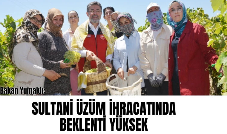 Tarım Bakanı Yumaklı Manisa’da üzüm hasadına katıldı