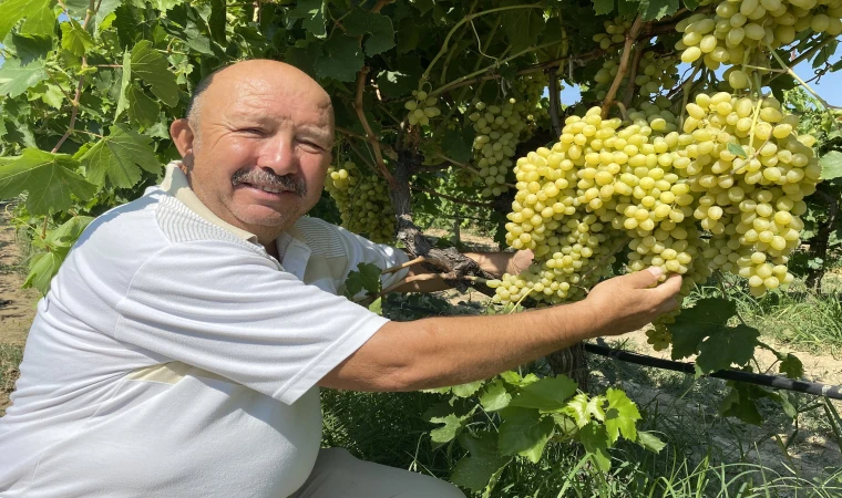 Üzüm üreticileri ve üzüm alıcıları arasındaki alışveriş güvence altına alındı