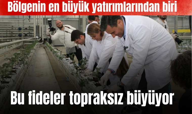 Bu fideler topraksız büyüyor