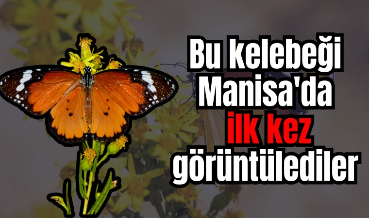 Bu kelebeği Manisa'da ilk kez görüntülediler