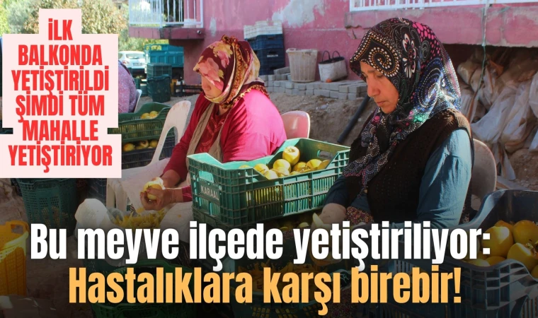 Bu meyve ilçede yetiştiriliyor: Hastalıklara karşı birebir!