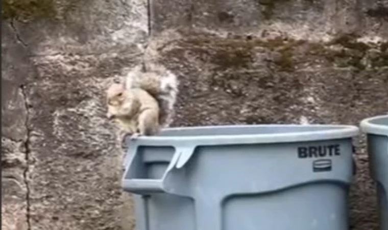 Kedi köpek yok ama... Sokakta yürürken karşılaşılan ilginç yabani hayvanlar