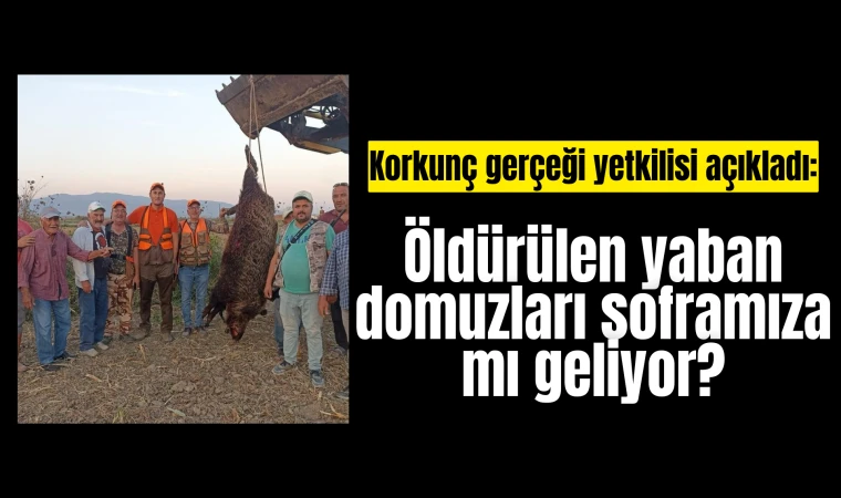 Korkunç gerçeği yetkilisi açıkladı: Öldürülen yaban domuzları soframıza mı geliyor?