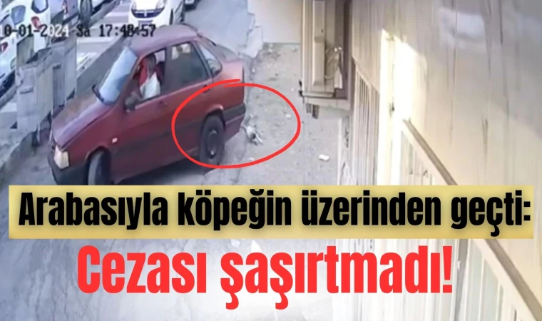 Manisa'da arabasıyla köpeğin üzerinden geçti: Cezası şaşırtmadı!