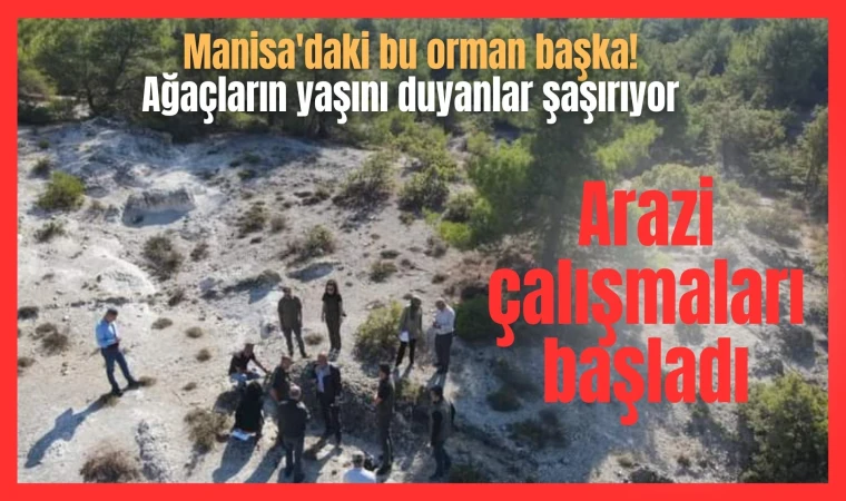 Manisa'daki bu orman başka! Ağaçların yaşını duyanlar şaşırıyor