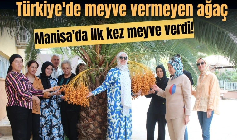 Türkiye'de meyve vermeyen ağaç Manisa'da ilk kez meyve verdi!