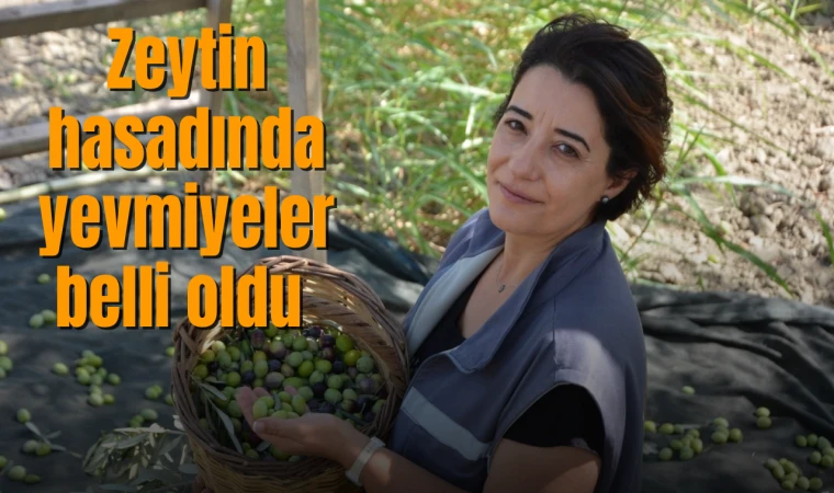 Zeytin hasadı başladı yevmiyeler belli oldu 