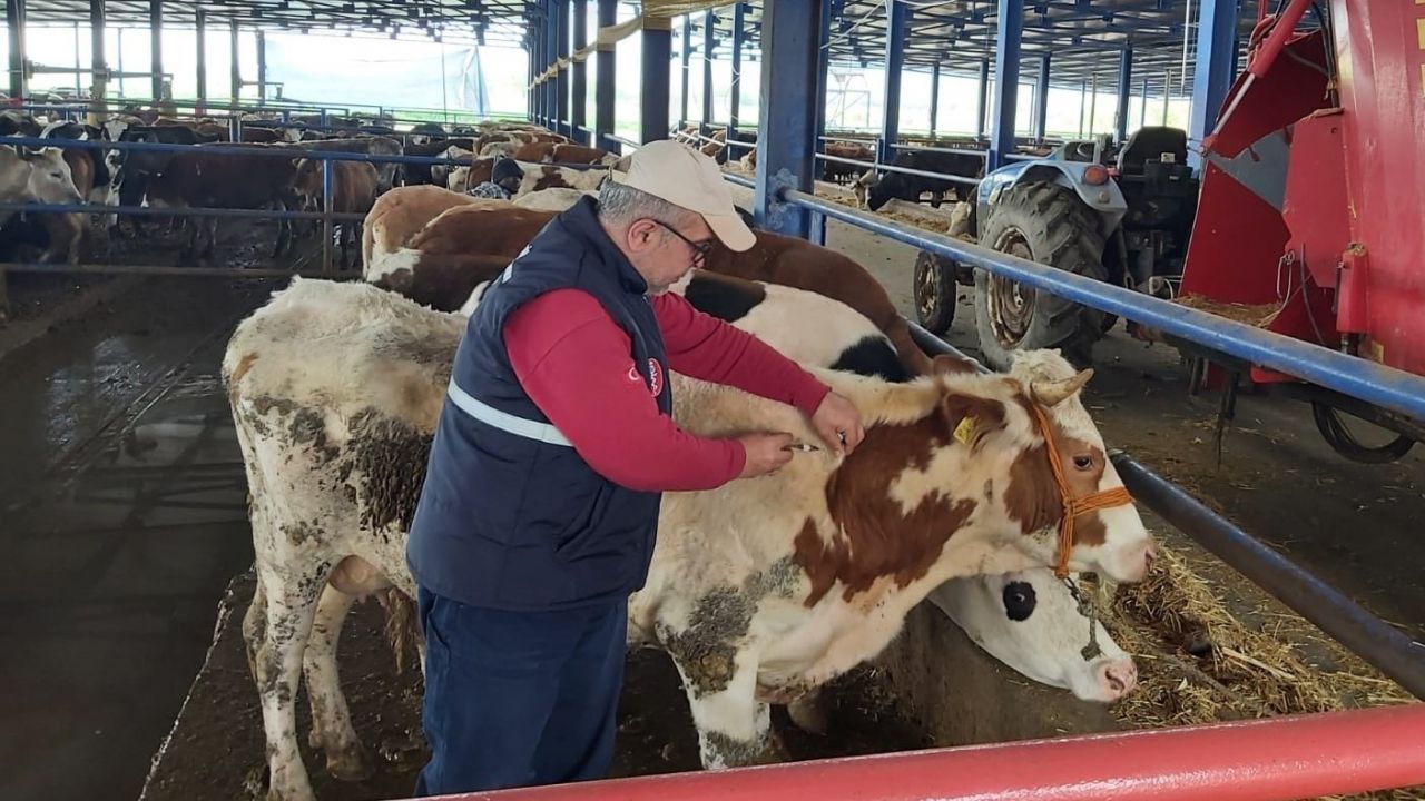 Hayvan hareketleri kısıtlaması sona eriyor