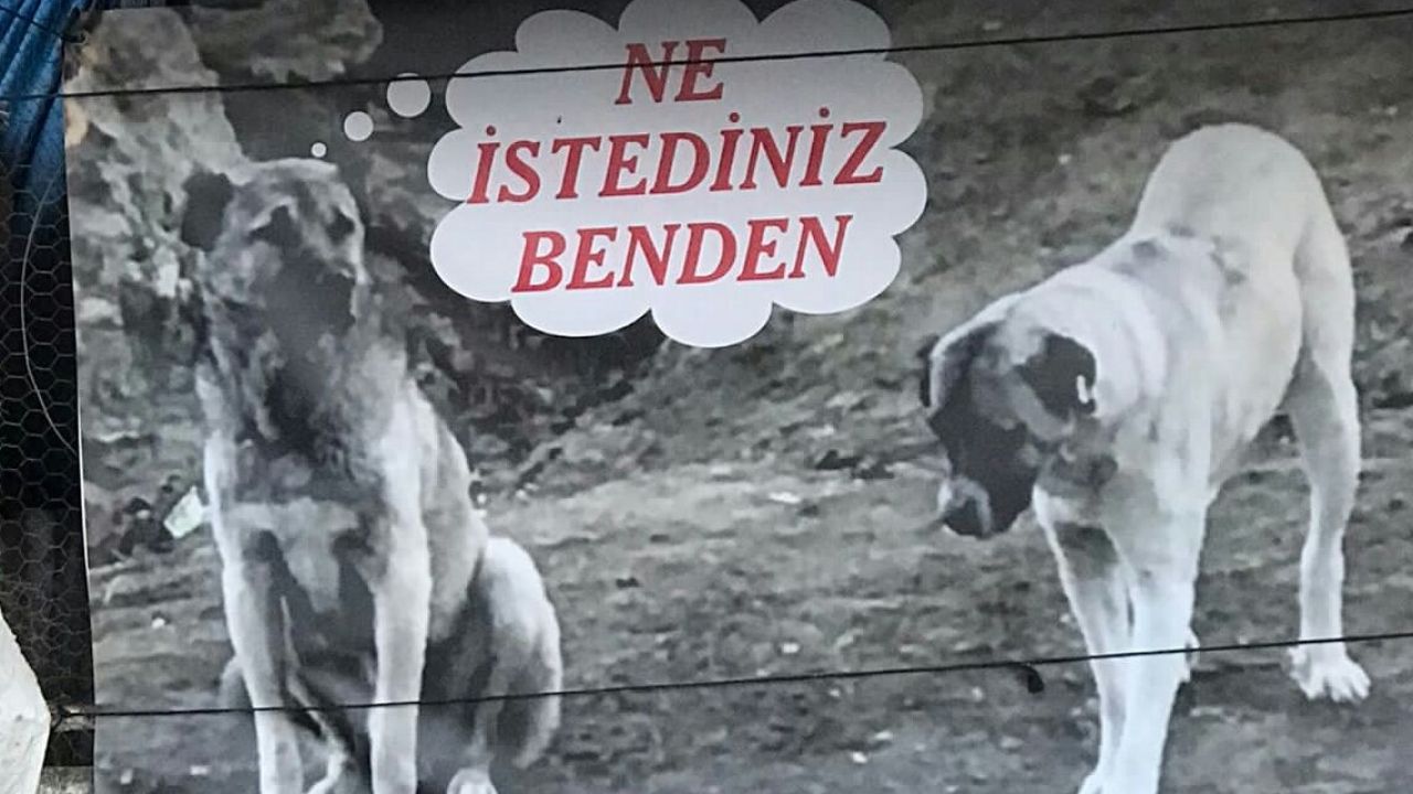 Sahiplendiği köpeği telef oldu: Sitem dolu afiş