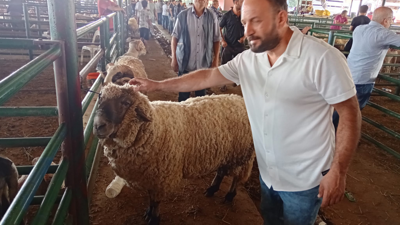 Manisa Canlı Hayvan Borsasında kurbanlık yoğunluğu