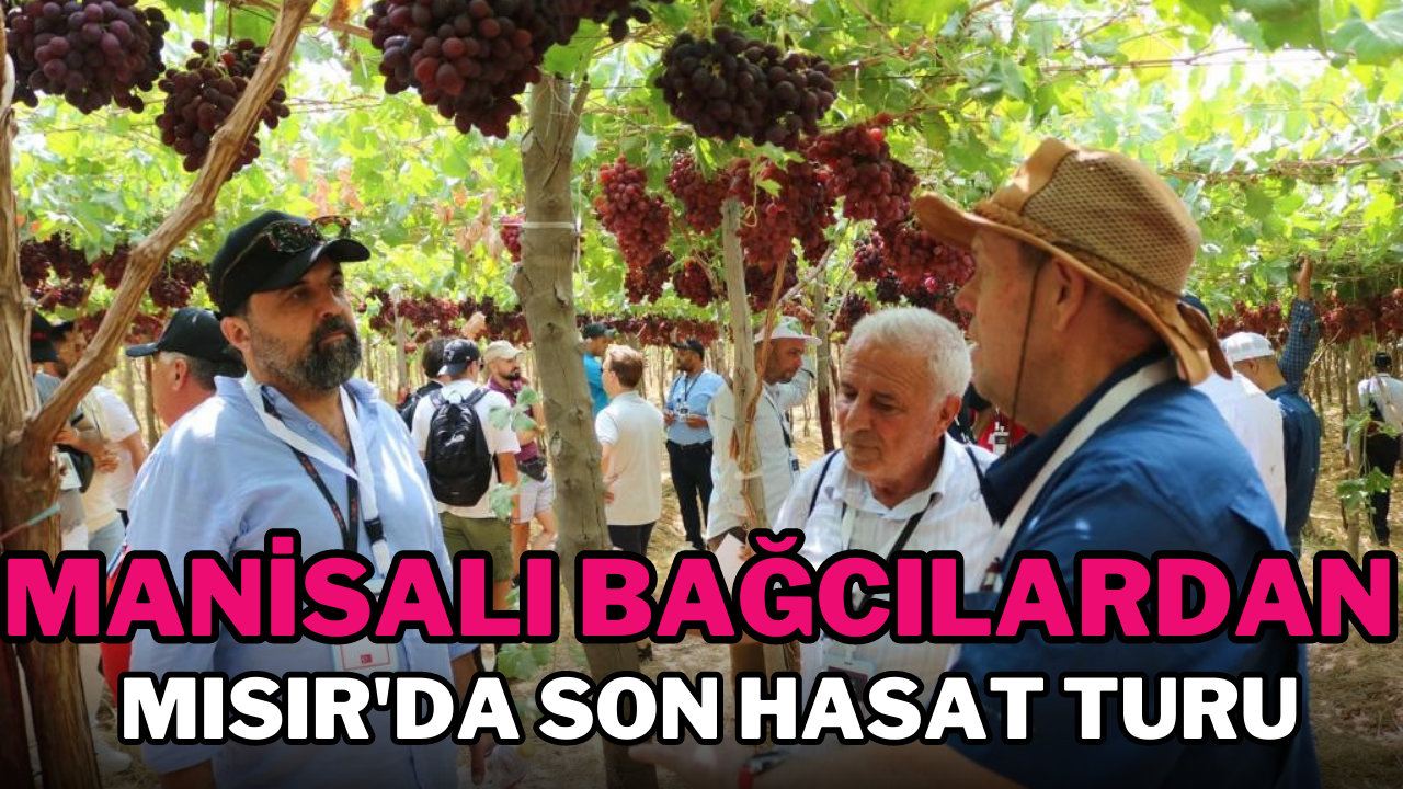 MANİSALI BAĞCILARDAN MISIR'DA SON HASAT TURU