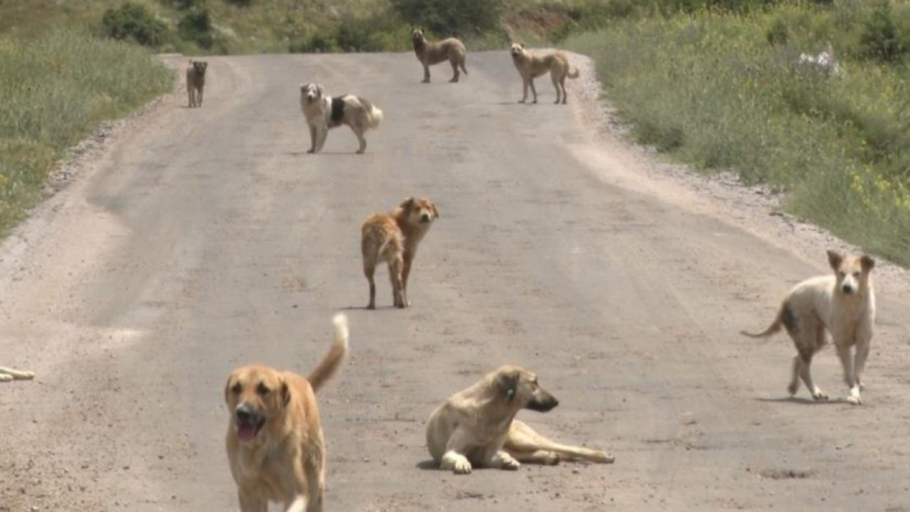 SAHİPSİZ KÖPEKLERİN İÇLERACISI DURUMU! AÇLIKTAN BİRBİRLERİNİ YİYORLAR!