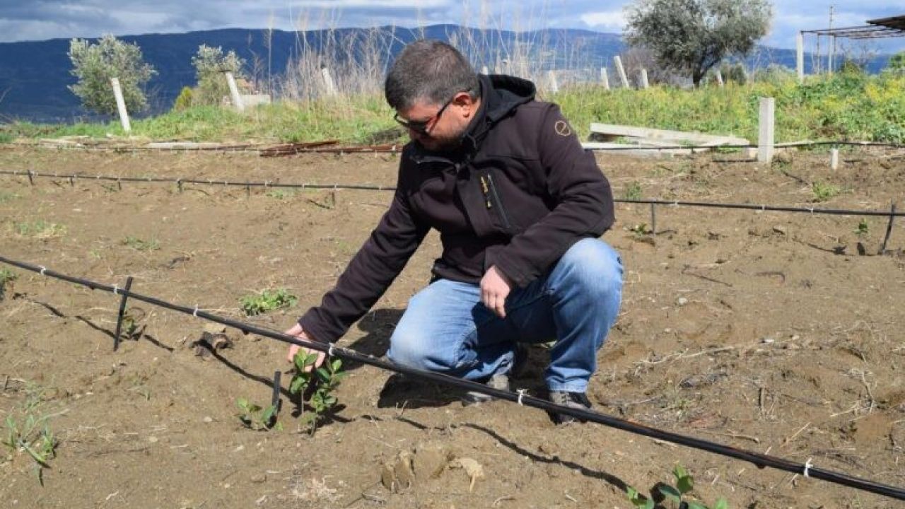 Sarıgöllü çiftçiler 'süper meyve aronia’dan umutlu