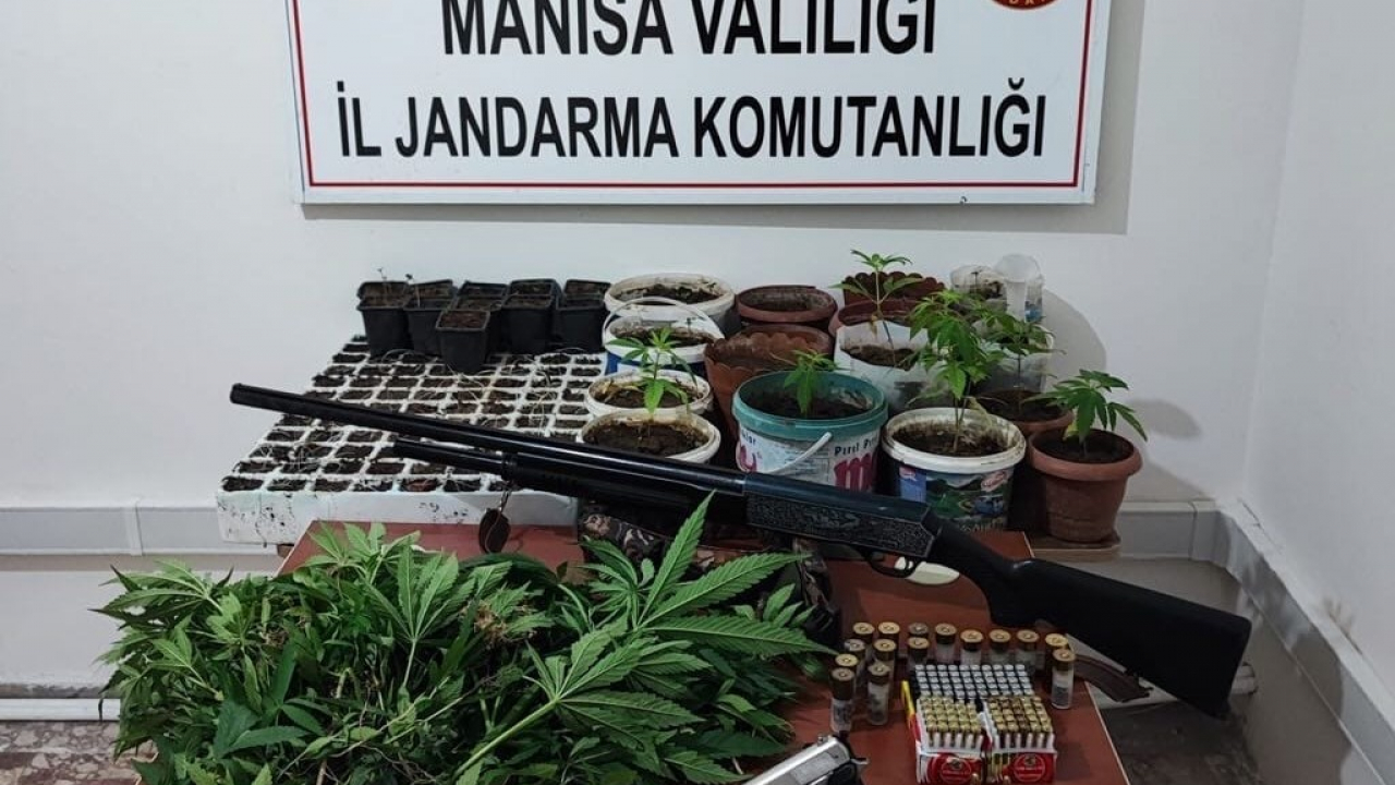 Saruhanlı'da 403 kök kenevir ele geçirildi