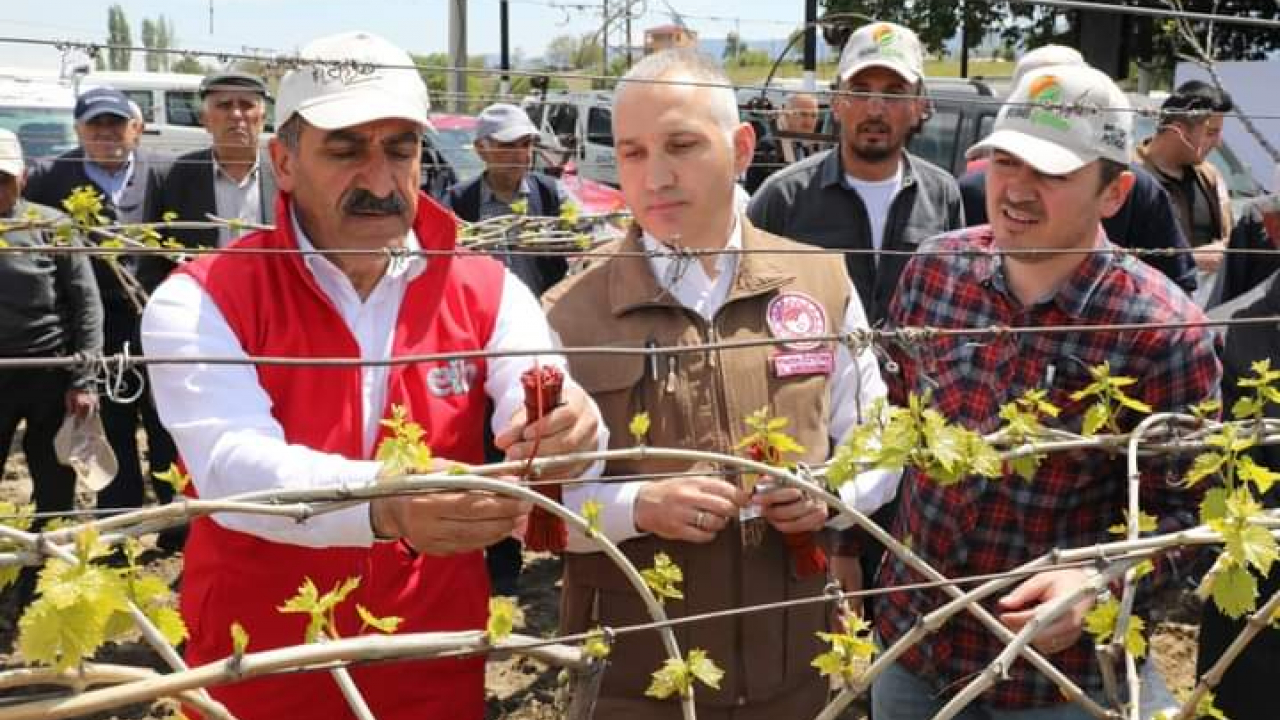 Türk üzümü dünya sofralarına kalıntısız ulaşıyor