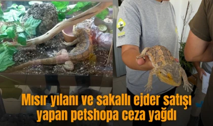 Mısır yılanı ve sakallı ejder satışı yapan petshopa ceza yağdı