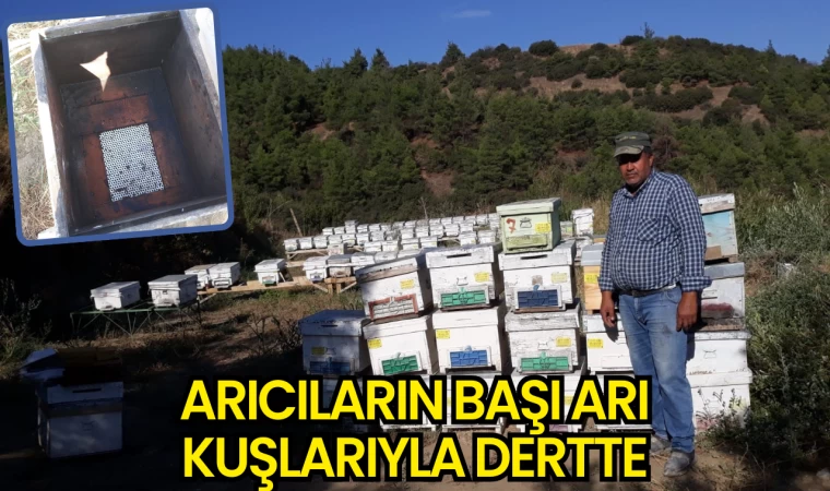 Arıcıların Başı Arı Kuşlarıyla Dertte