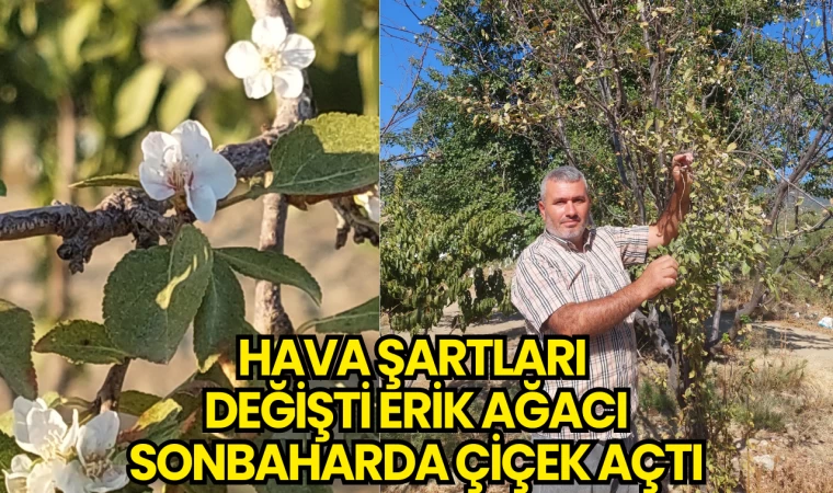 Hava Şartları Değişti Erik Ağacı Sonbaharda Çiçek Açtı