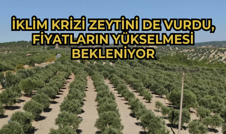 İklim krizi zeytini de vurdu, fiyatların yükselmesi bekleniyor