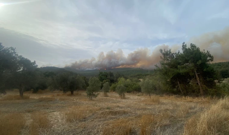 Çanakkale’de orman yangını