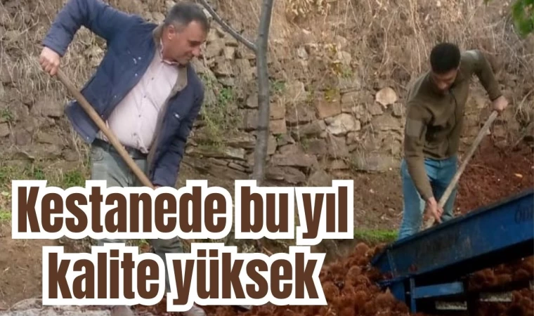 Kestanede bu yıl kalite yüksek