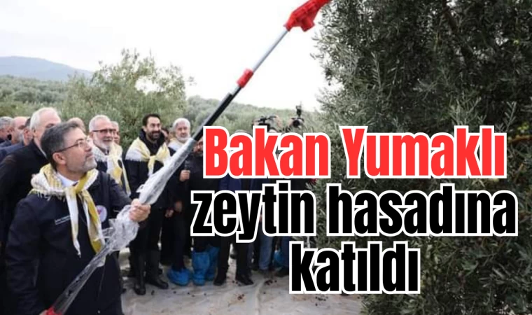 Bakan Yumaklı Akhisar'da zeytin hasadına katıldı 