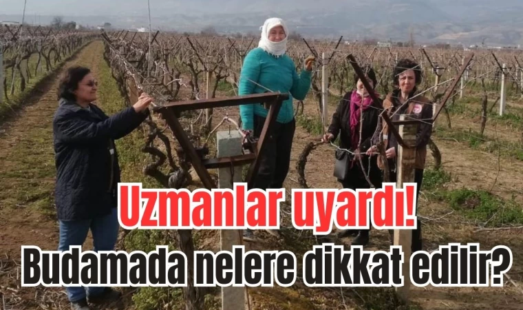 Budamada nelere dikkat edilir? Uzmanlar uyardı